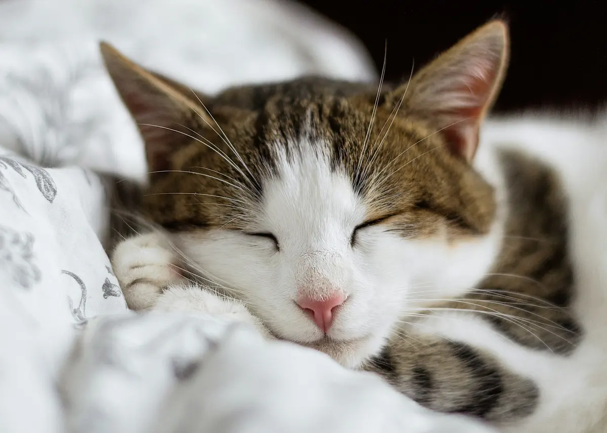 A tabby and white cat sleeping on a pillow