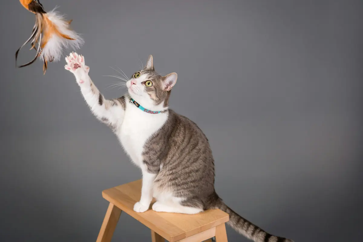 A tabby and white cat reaching for a feather toy