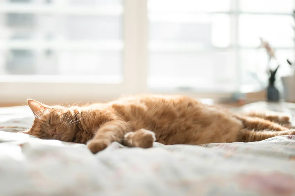 An orange cat stretched out asleep on a sunny bed