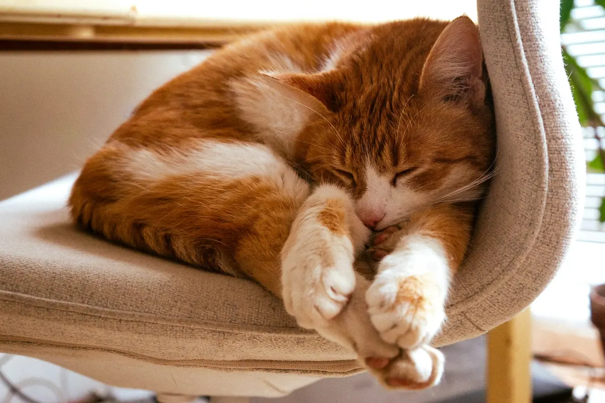 An orange cat curled up asleep in a chair