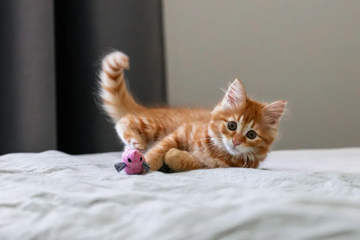 An orange kitten batting at a toy mouse