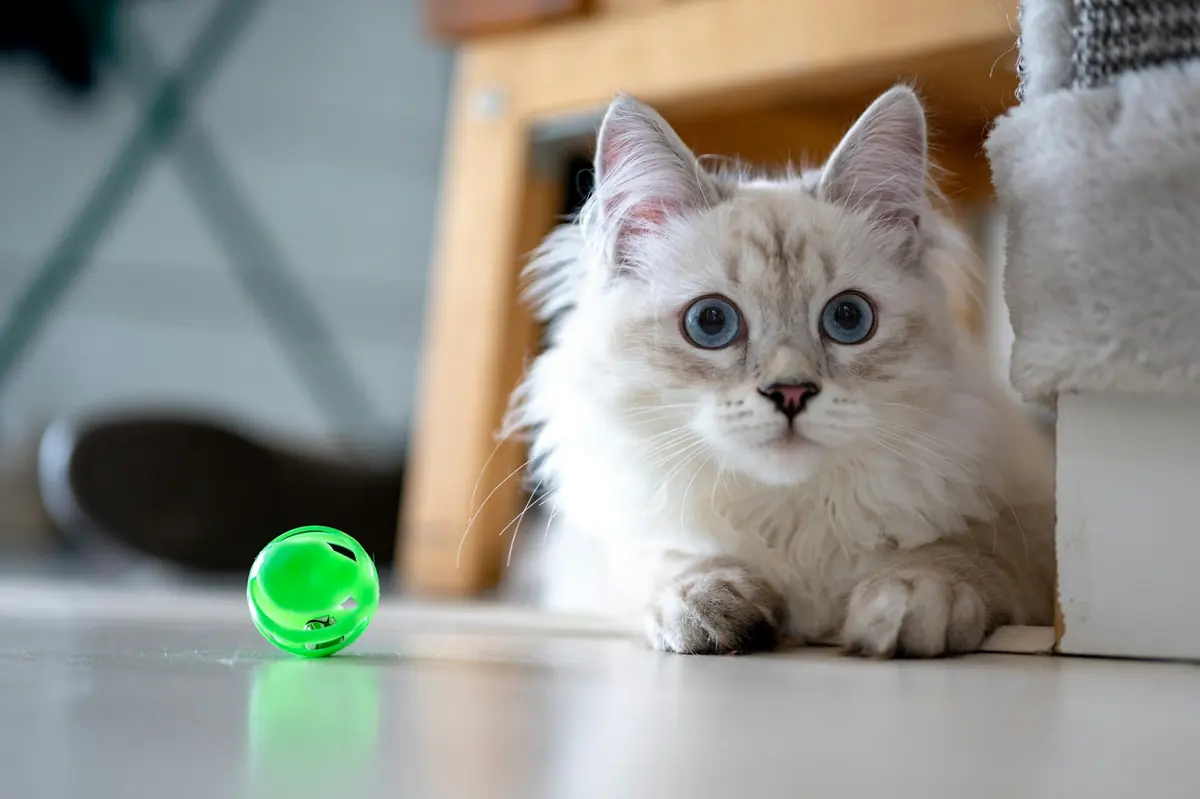 A fluffy white kitten next to a green toy ball