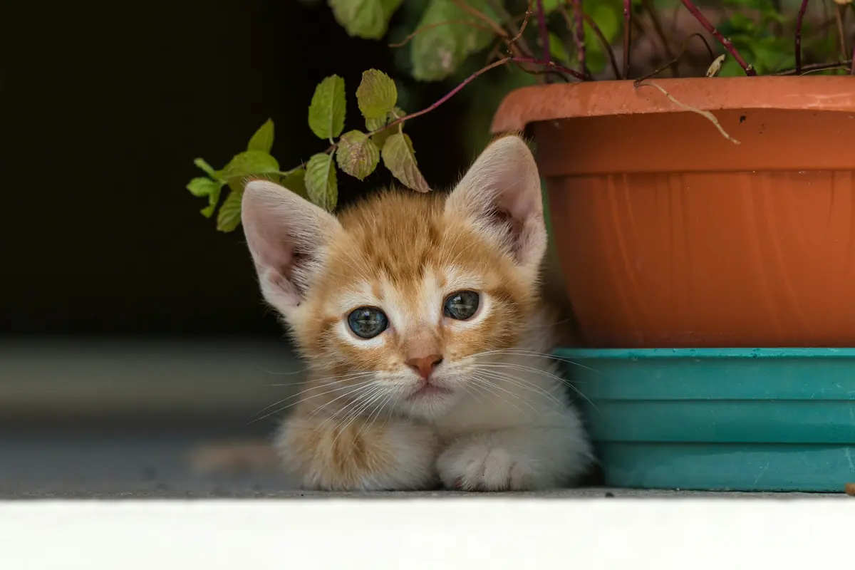 A ginger kitten peeking out beside a plant pot