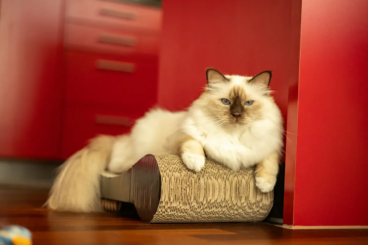 A fluffy Birman cat lounging on a scratcher