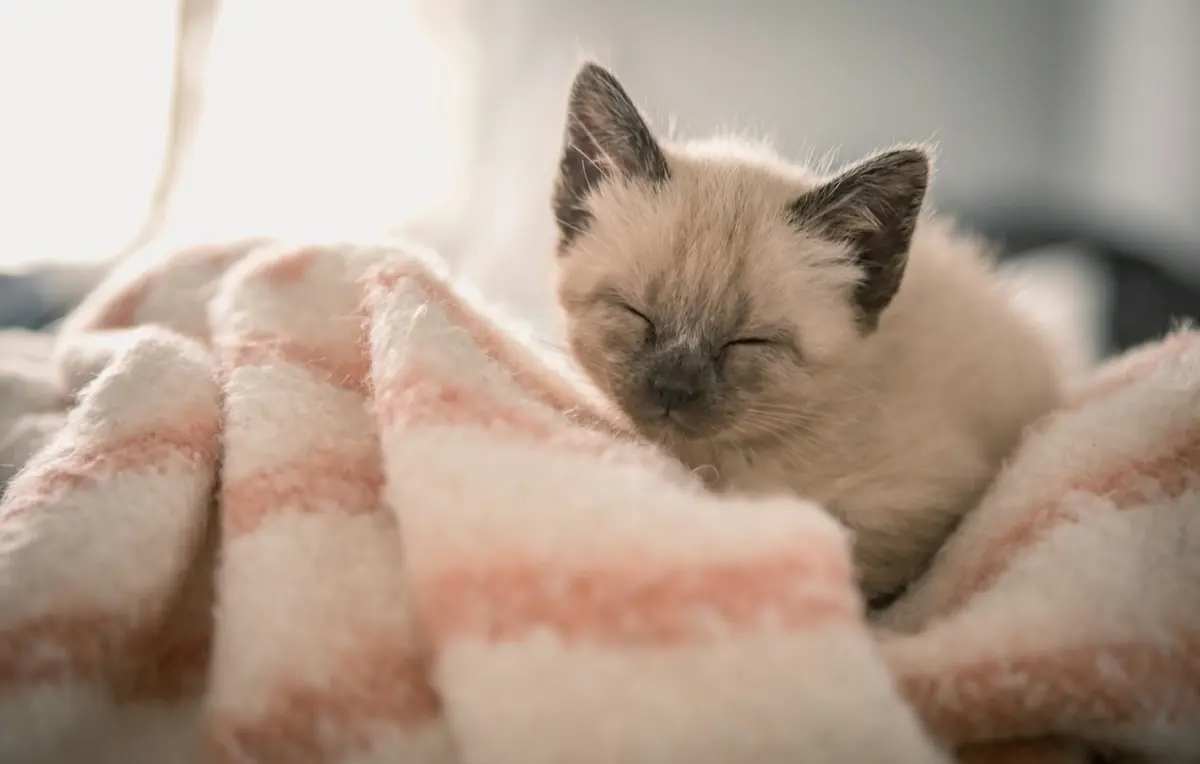A Siamese kitten snuggled in a pink blanket