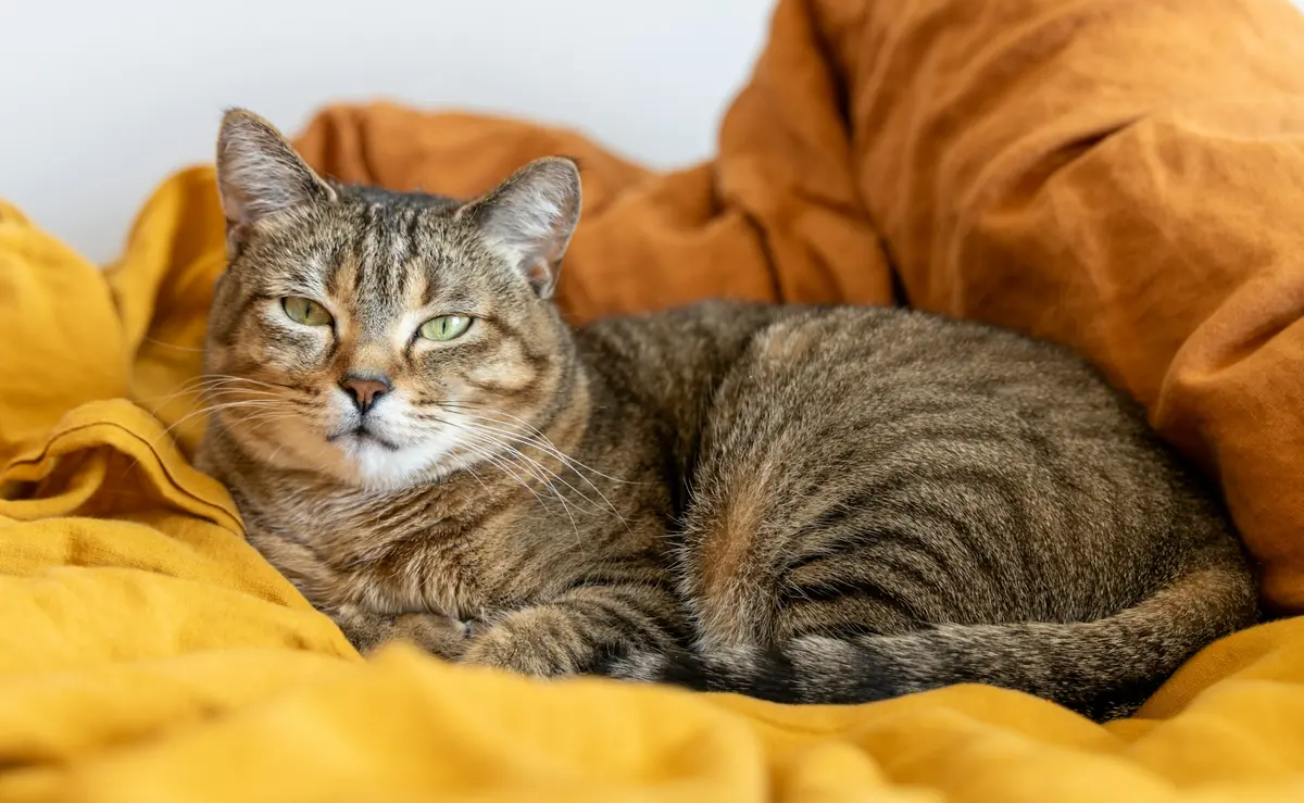 A tabby cat resting on a yellow blanket