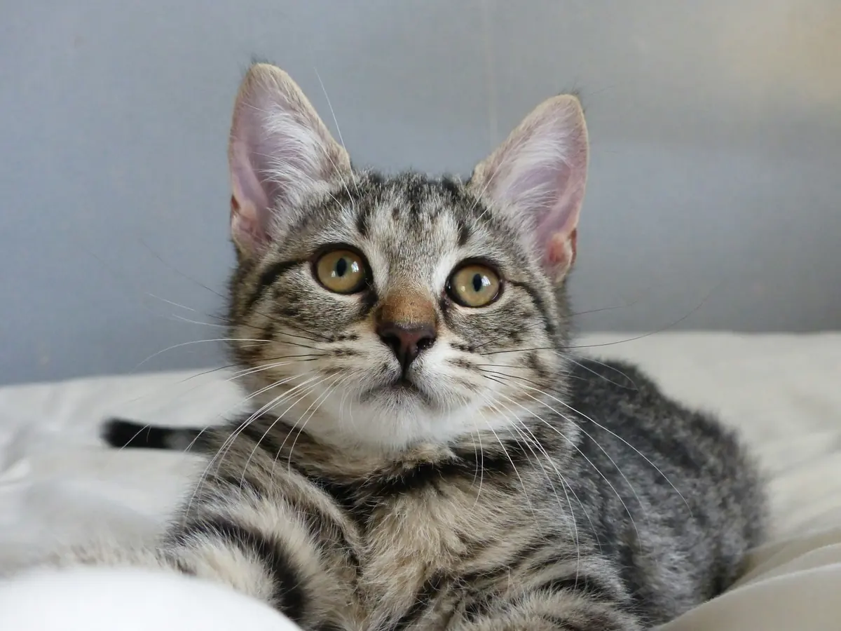 A silver tabby cat lying on a white bed