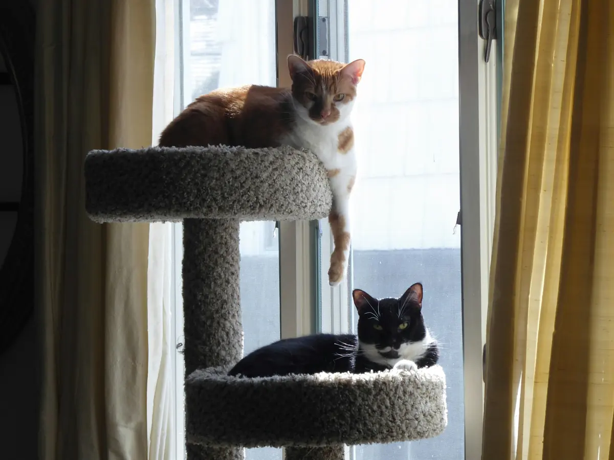 Two cats relaxing on a cat tree by a window