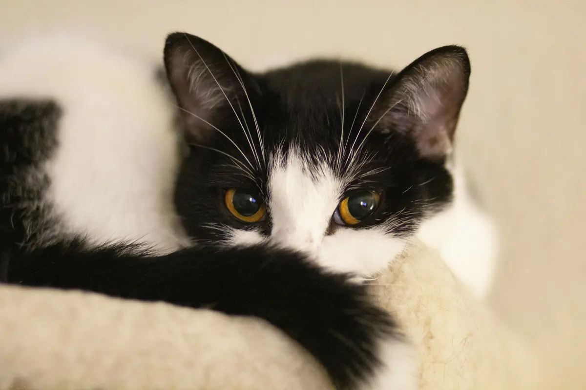 A black and white cat curled up on a soft blanket