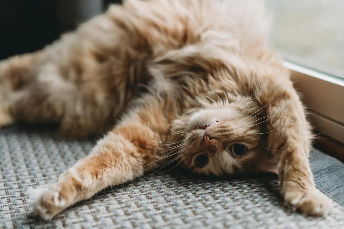 A long-haired cat rolling on its back on a rug
