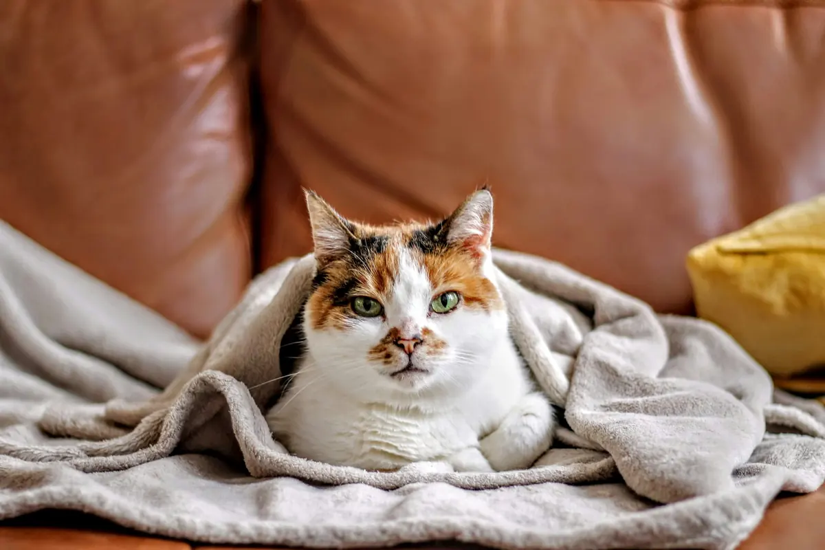 A calico cat tucked into a gray blanket on a leather couch