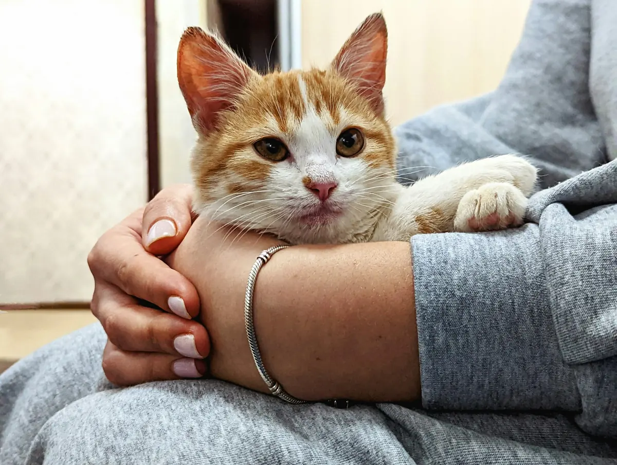 An orange and white cat held in someone's arms