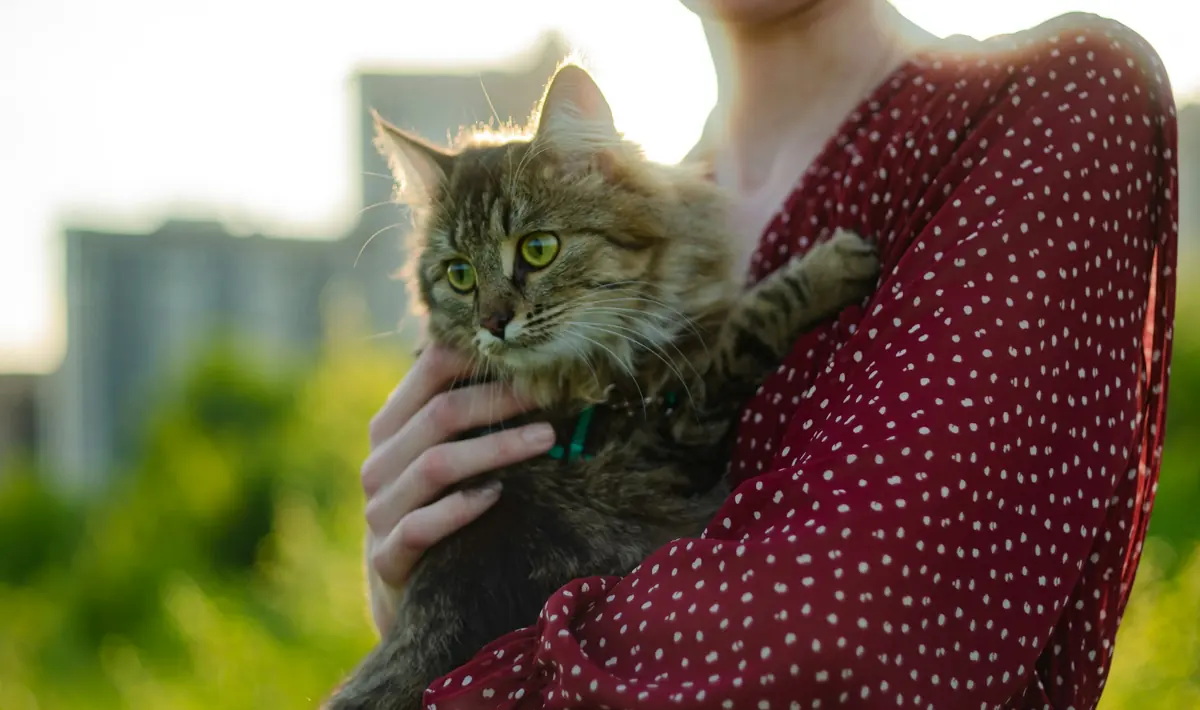 A tabby cat held close by its owner outdoors