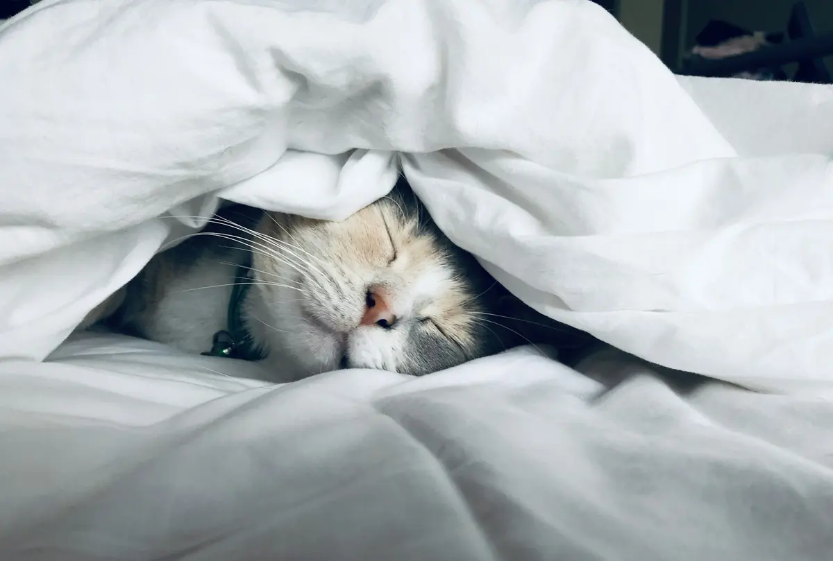A white cat peeking out from under a comforter