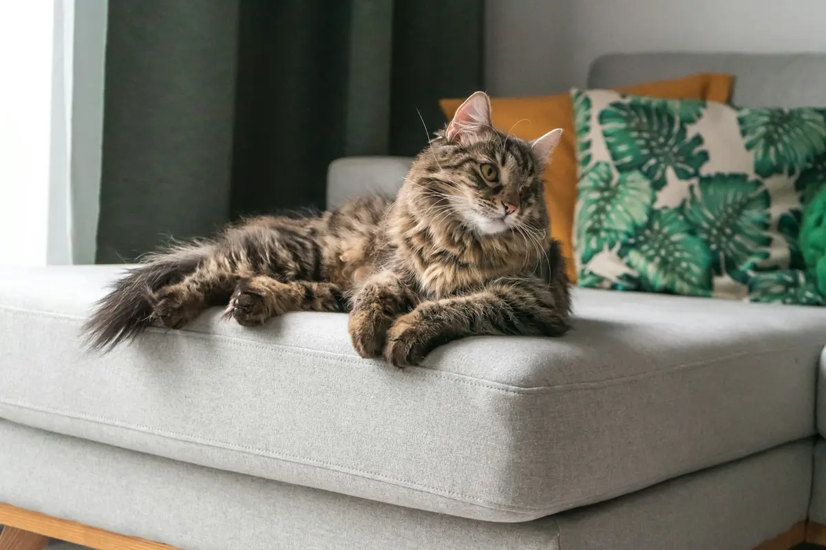 A fluffy tabby cat lounging on a sofa