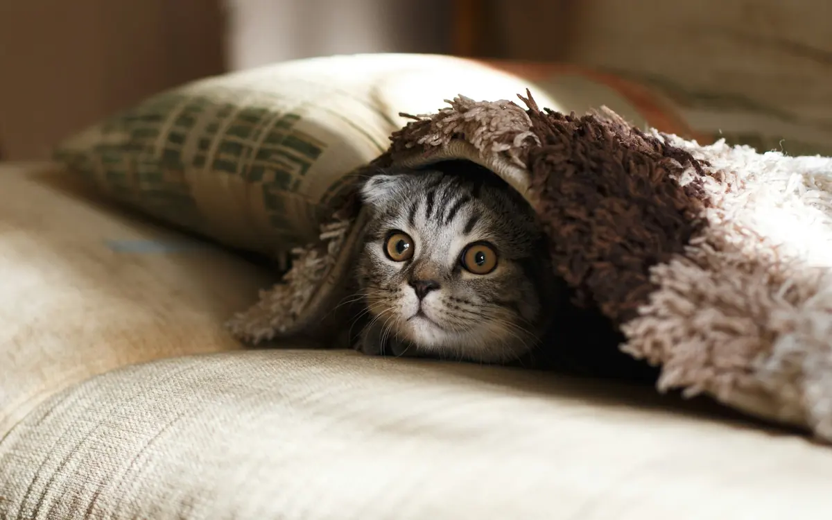 A cat peeking out from under a fuzzy blanket
