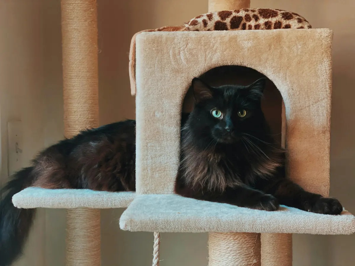 A black cat resting in a cozy cat condo
