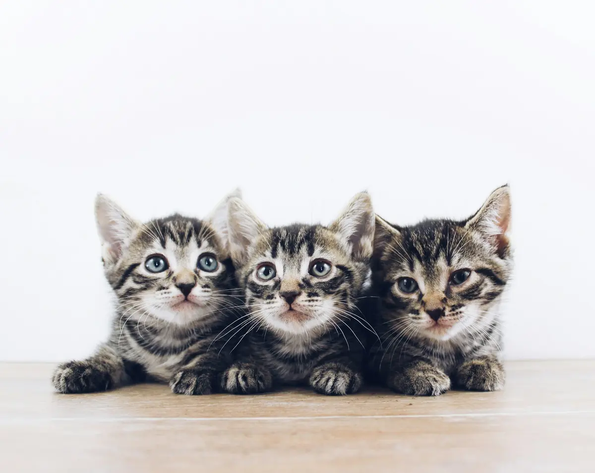 Three tabby kittens lying side by side