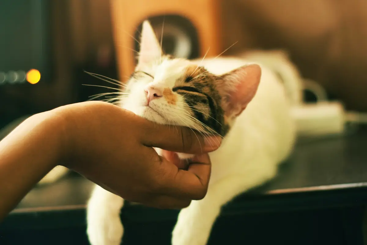 A happy cat getting a chin scratch