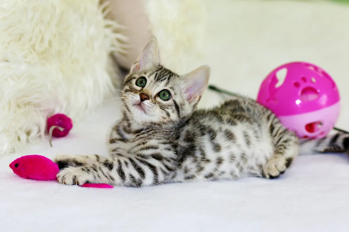 A tabby kitten playing with pink toys