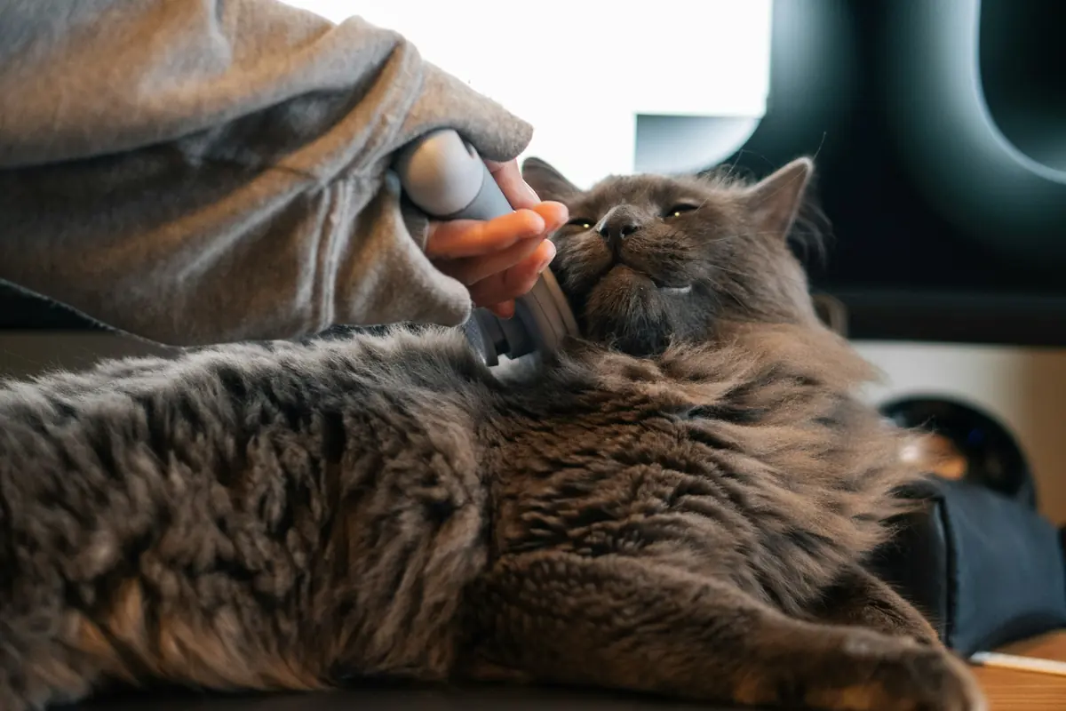 A gray cat relaxing while being brushed