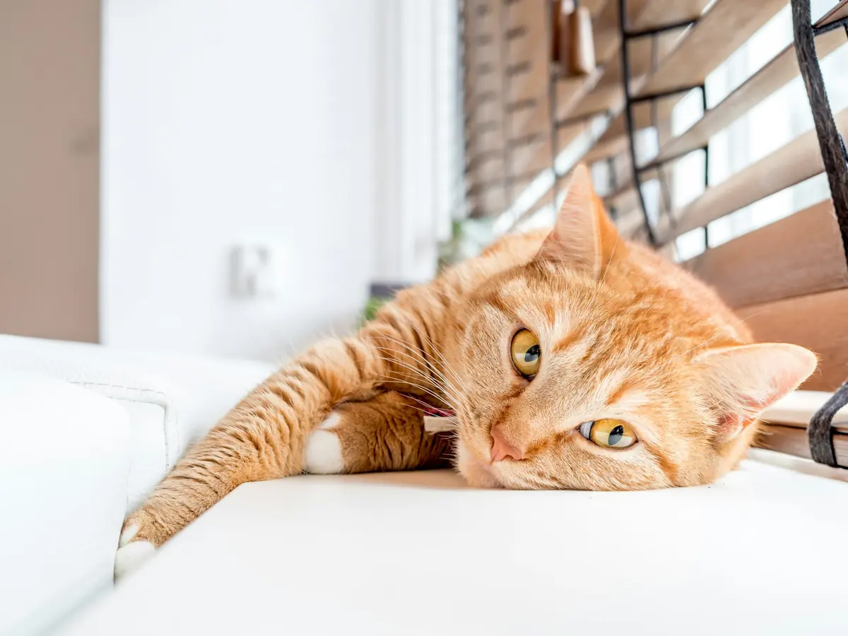 An orange tabby cat stretched out by a sunny window